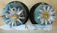 L.Diffusa var. koehresii in flower